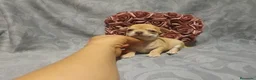 Chihuahua perros en venta: vvvvvvvv - Anuncio 3