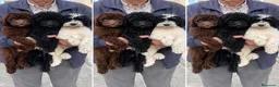 Perro de Agua Español perros en venta: PERRO DE AGUAS ENVIO CONTRAREMBOLSO  - Anuncio 1