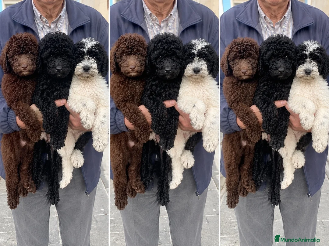 Perro de Agua Español perros en venta: PERRO DE AGUAS ENVIO CONTRAREMBOLSO  - Anuncio 1