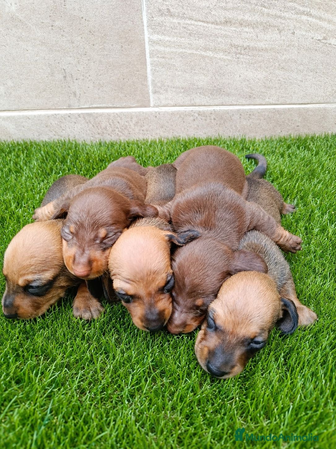 Teckel Miniatura perros Teckel kanichen kanichen maxima calidad - Anuncio 1