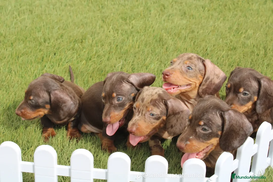 Teckel perros en venta: Teckel Kaninchen – Calidad, seriedad y seguimiento - Anuncio 8