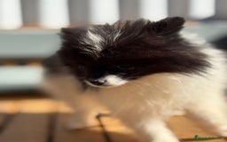 Pomerania perros en venta: Lulu pomerania MICRO TOY  - Imagen 12