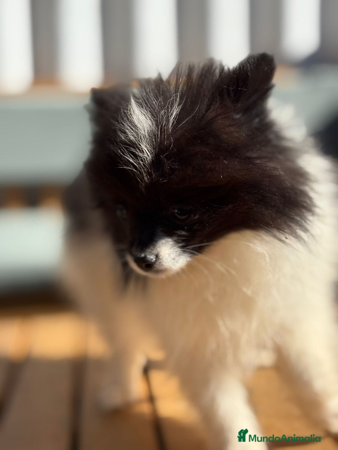Pomerania perros en venta: Lulu pomerania MICRO TOY  - Imagen 12