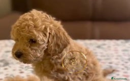Caniche Toy perros en venta: Caniche toy rojos y apricot - Imagen 2