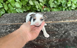 Raza Mixta perros en venta: Excelentes cachorras mixta - Imagen 2