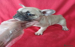 Bulldog Francés perros en venta: Bulldog Francés  - Imagen 2
