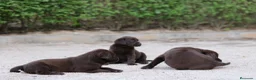 Labrador Retriever perros en venta: Preciosos cachorros de Labrador Retriever chocolat - Anuncio 10