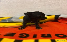 Chihuahua perros en venta: Chihuahua toy - Imagen 26