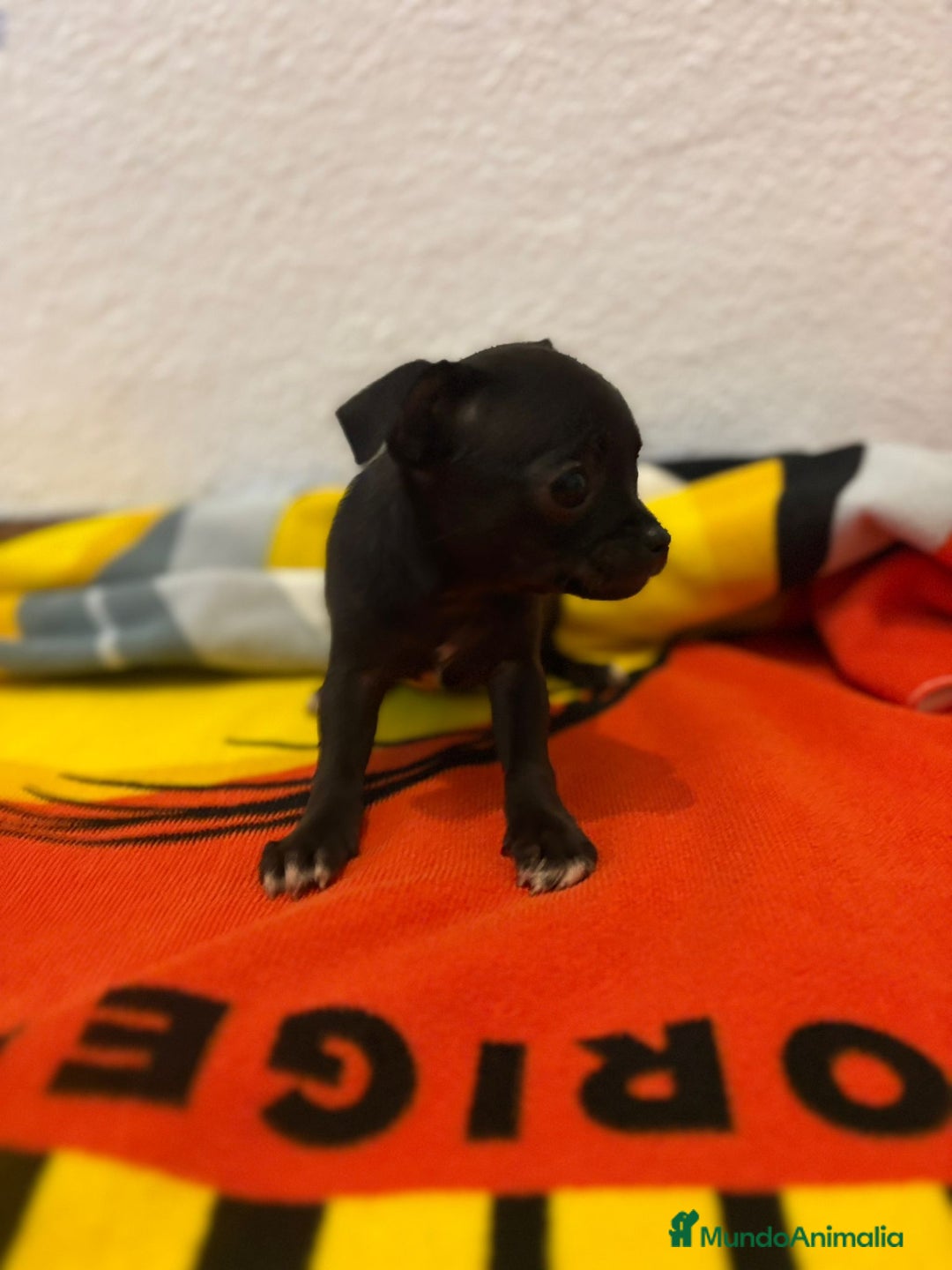 Chihuahua perros en venta: Chihuahua toy - Imagen 26