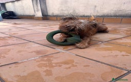 Grifón de Bruselas perros en venta: Último cachorro de Grifon de Bruselas  - Imagen 9