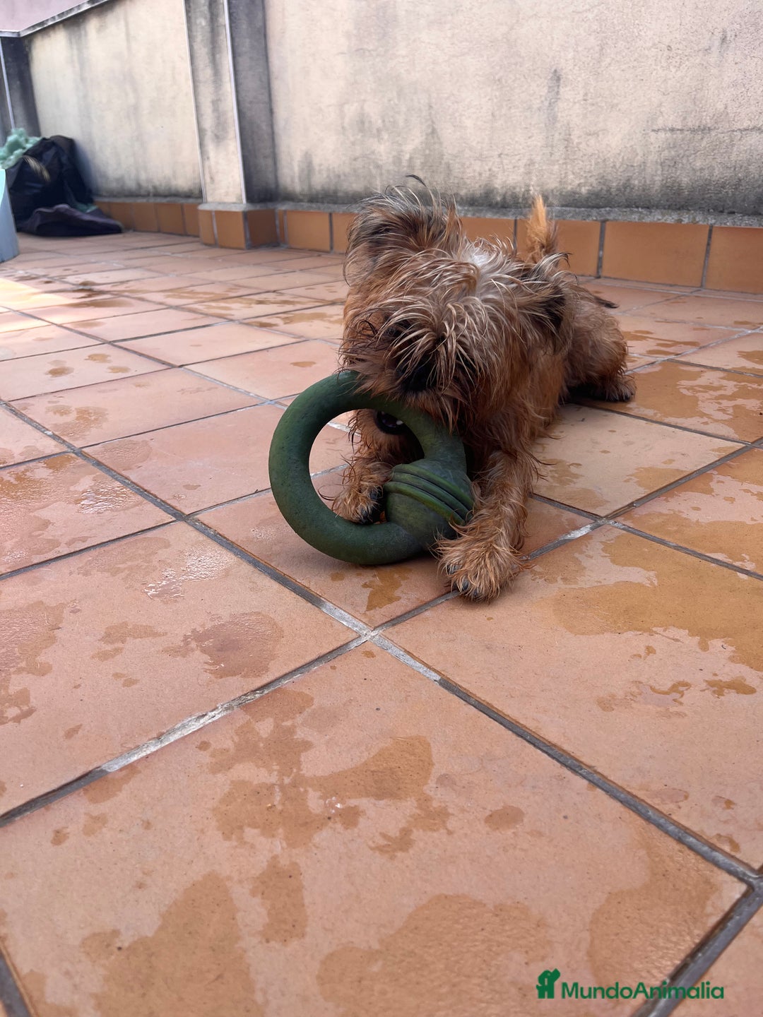 Grifón de Bruselas perros en venta: Último cachorro de Grifon de Bruselas  - Imagen 9