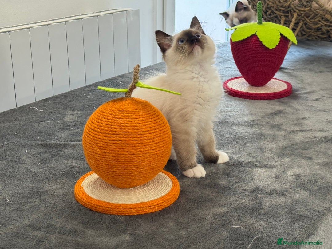 Ragdoll gatos en venta: Camada Ragdoll - Imagen 16