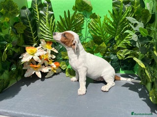 Jack Russell Terrier perros - Anuncio 1
