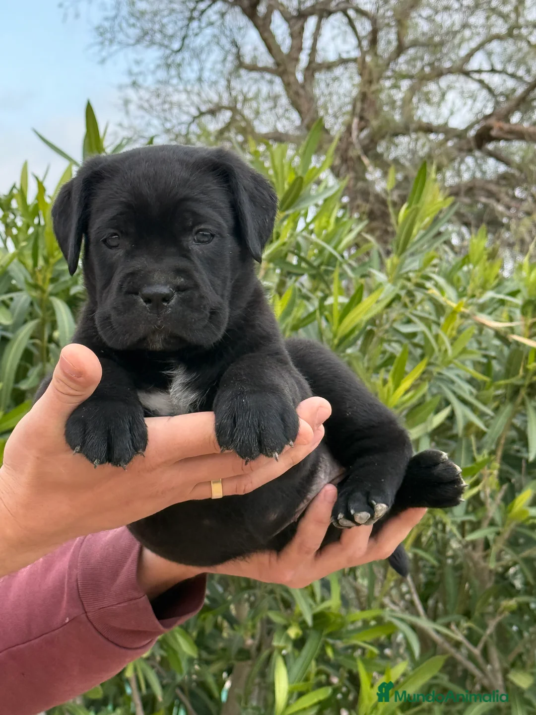 Cane Corso perros en venta: Cachorros de Cane Corso  en Alicante - Anuncio 2