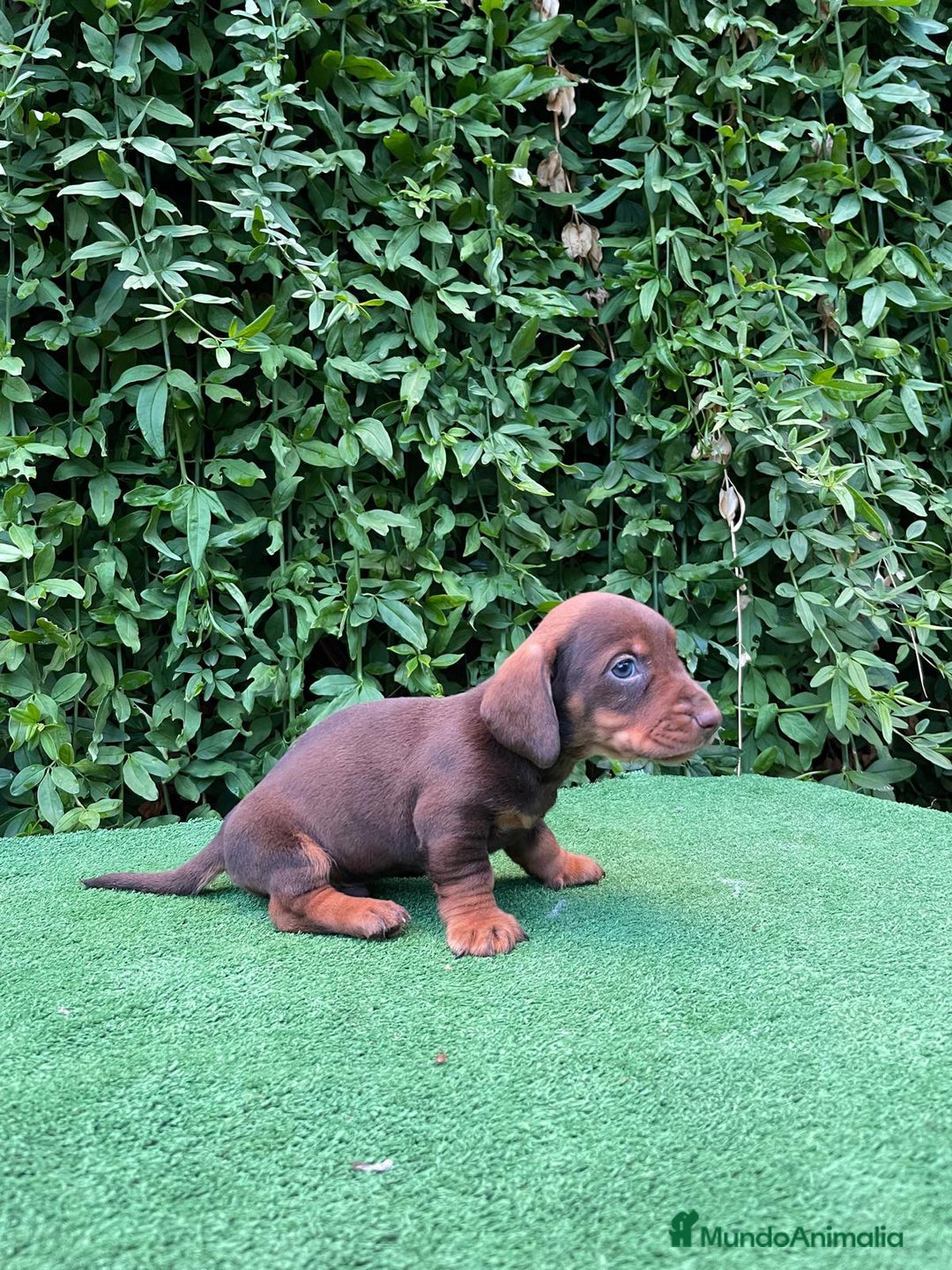 Teckel Miniatura perros en venta: Teckel mini - Anuncio 2