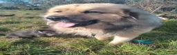 Raza Mixta perros en venta: Pastor del caucaso con husky siberiano  - Anuncio 3