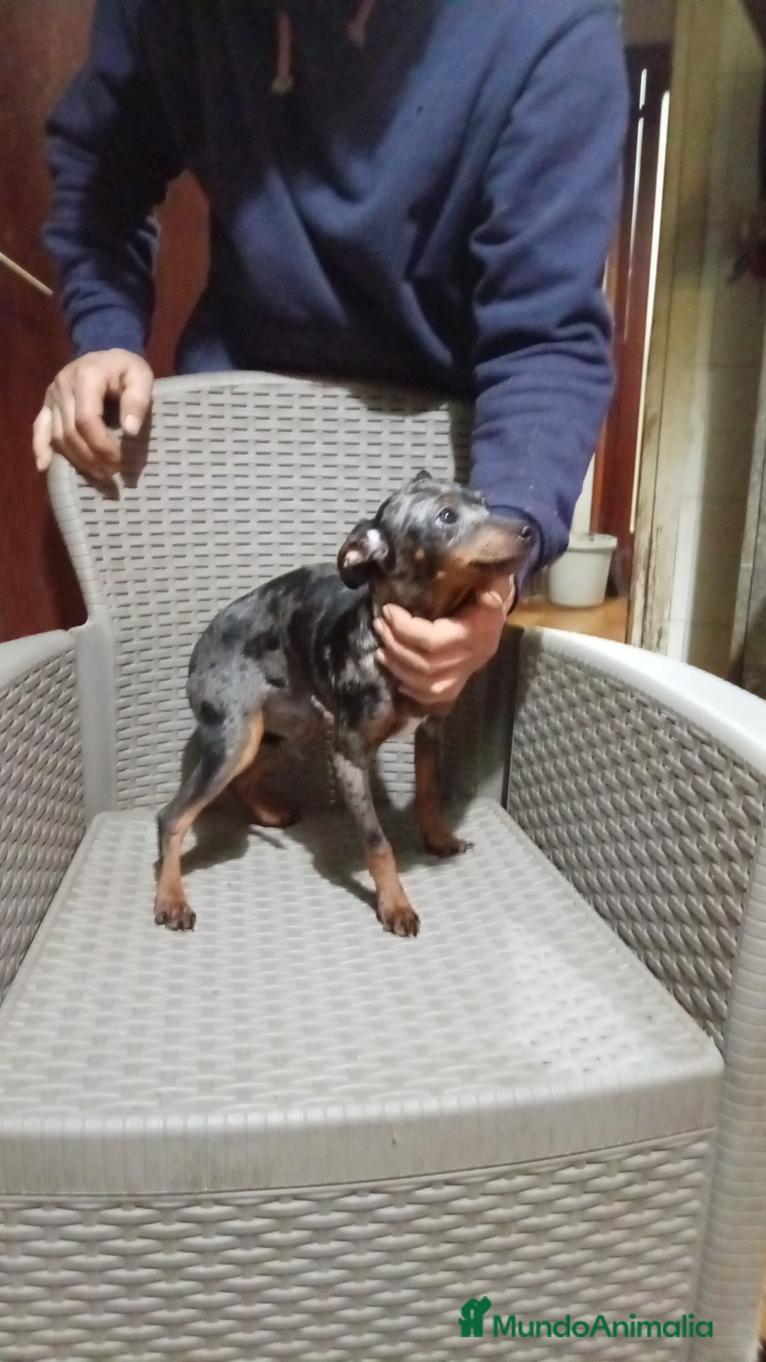 Ratón de Praga perros en venta: Ratón de praga - Anuncio 3