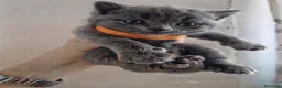 Británico de Pelo Corto gatos en venta: Gatos británico pelo corto - Anuncio 4