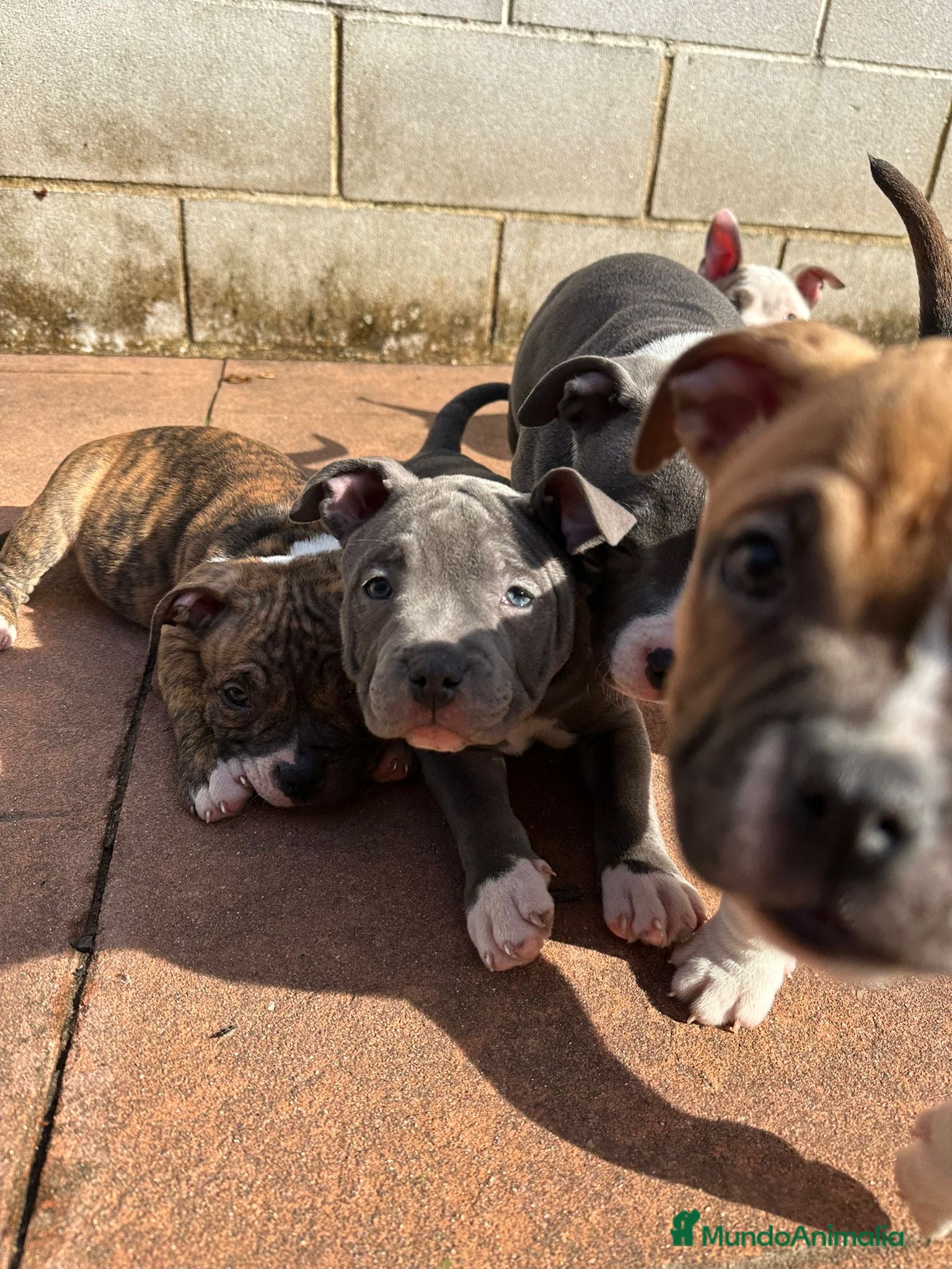 American Bully perros Cachorros American Bully - Anuncio 1