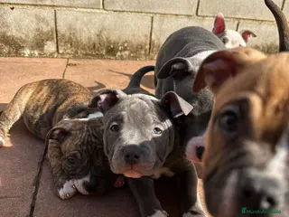 American Bully perros Cachorros American Bully - Anuncio 1
