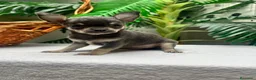 Chihuahua perros en venta: CHIHUAHUA BLUE - Anuncio 7