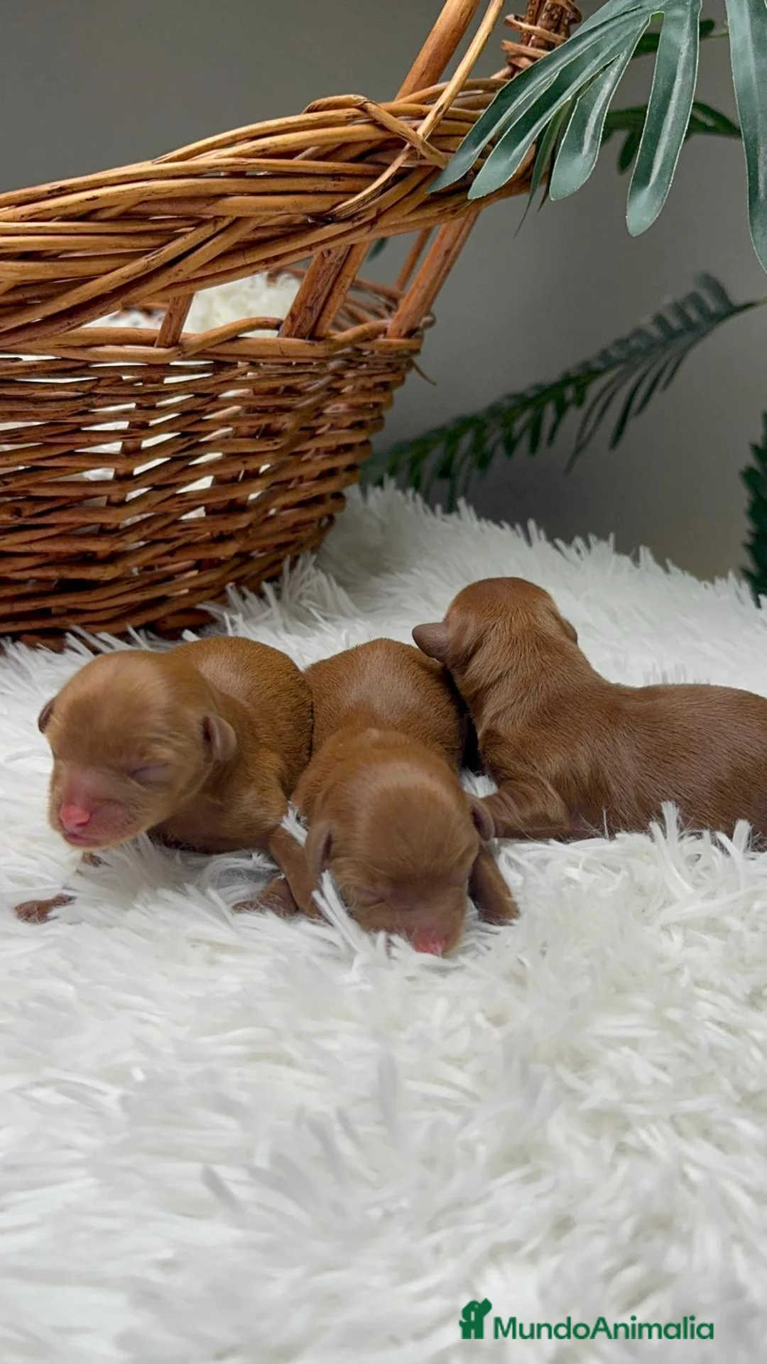 Maltipoo perros en venta: MALTIPOO HEMBRAS ROJAS - Anuncio 2