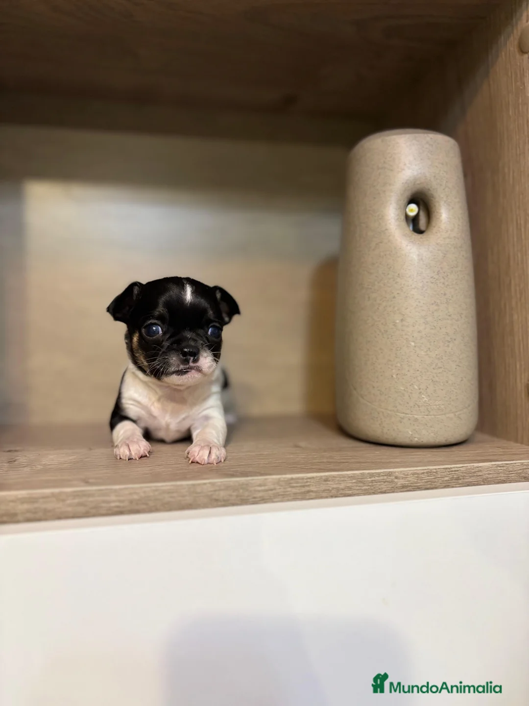 Chihuahua perros en venta: Chihuahua línea rusa  - Anuncio 2