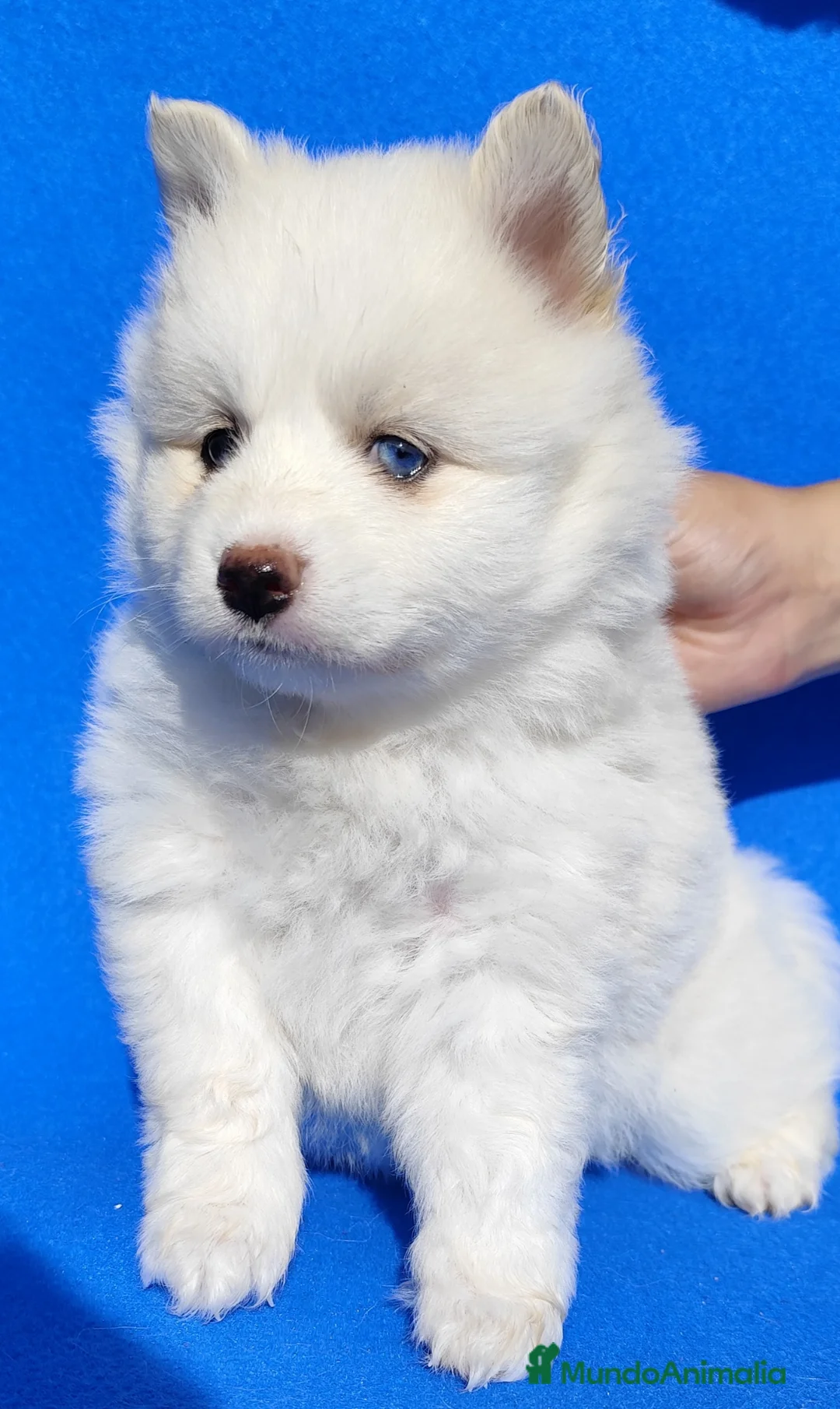 Pomsky perros en venta: Pomsky  - Anuncio 2