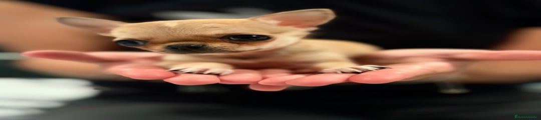 Chihuahua Cachorro 1