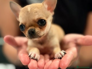 Chihuahua perros - Anuncio 1