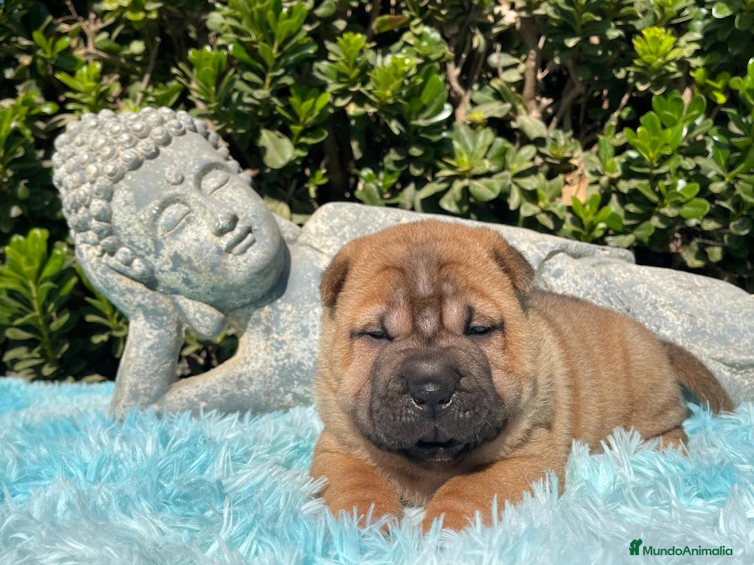 Shar Pei perros en venta: SHAR PEI BEBE MAXIMA CALIDAD en Málaga - Imagen 3