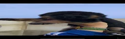 Pastor Alemán perros en venta: CACHORROS DE PASTOR ALEMAN - Anuncio 5