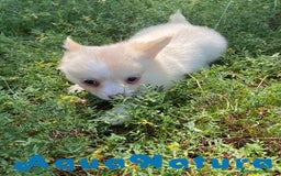 Chihuahua perros en venta: Camada Pomchi de Japi y Manchitas AQUANATURA - Imagen 5