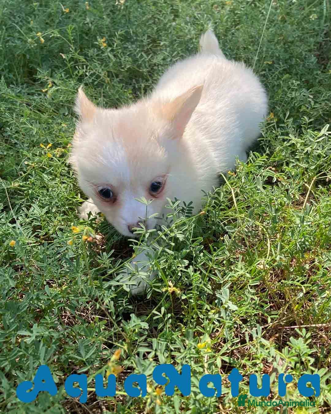 Chihuahua perros en venta: Camada Pomchi de Japi y Manchitas AQUANATURA - Imagen 5