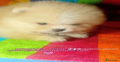 Pomerania perros - Anuncio 5