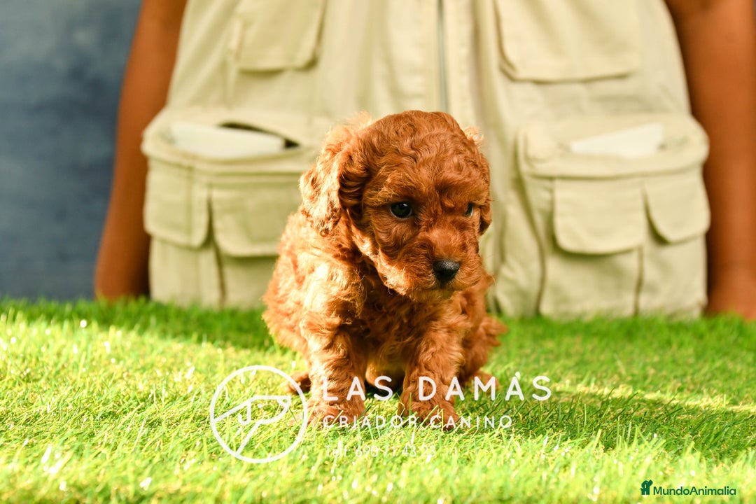 Caniche Toy perros en venta: Cachorros de Caniche. Cría Ética Calidad GarantÍas en Burgos - Imagen 4