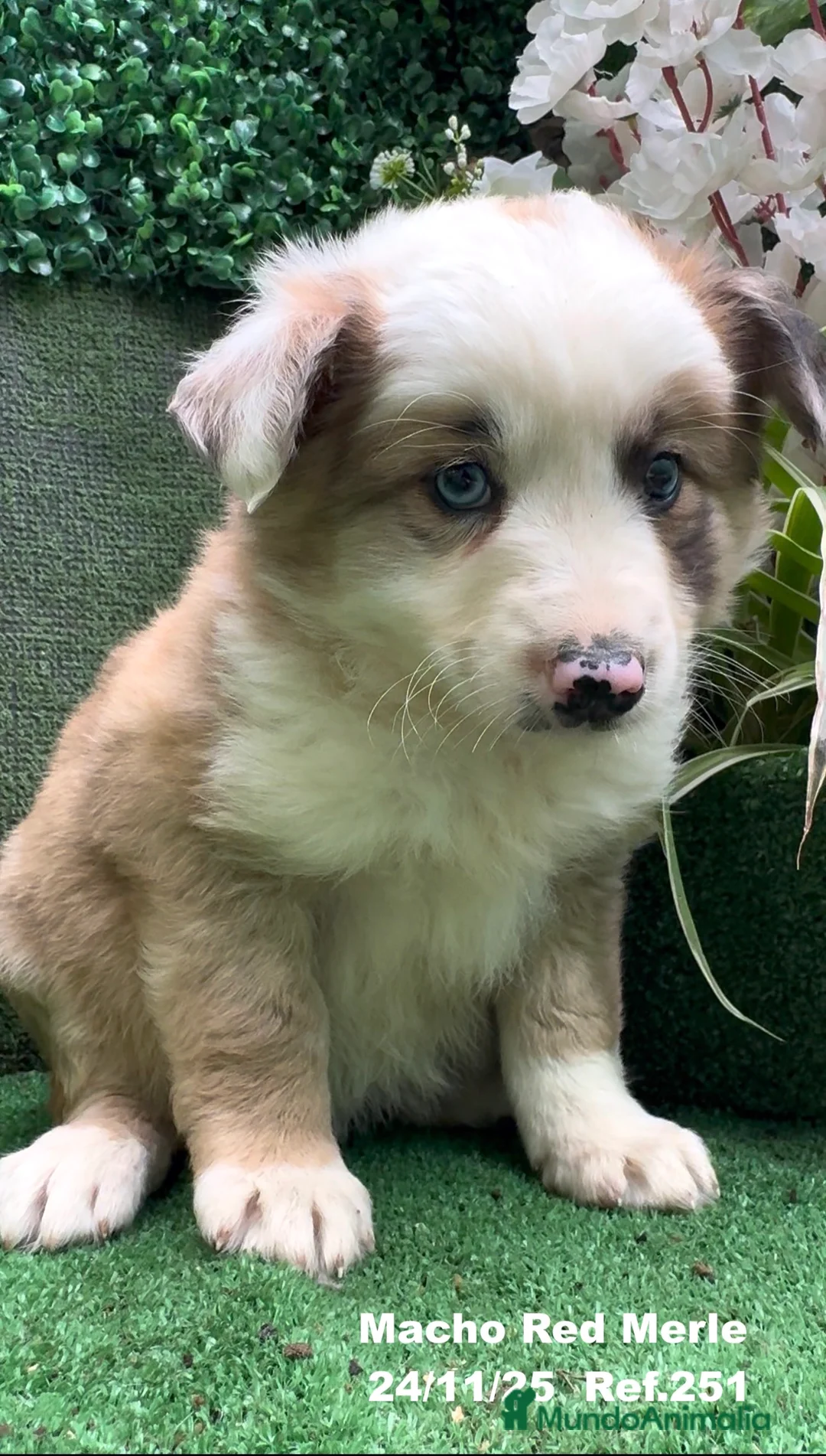 Border Collie perros en venta: BORDER COLLIE red merle - Anuncio 8