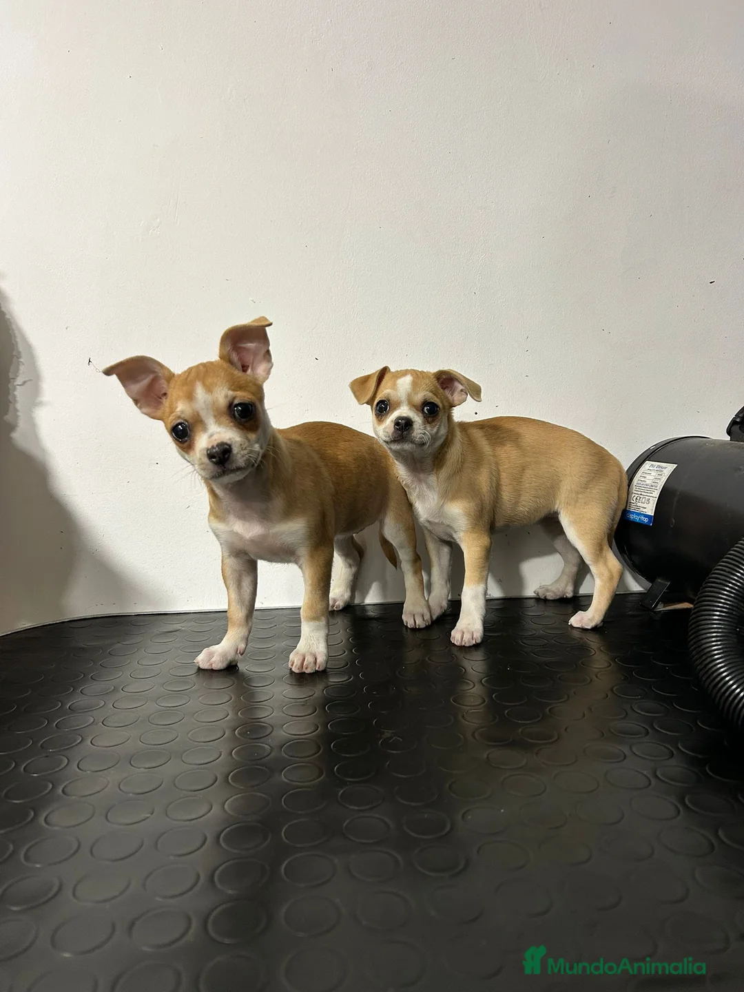 Chihuahua perros en venta: Chihuahua mini - Anuncio 1