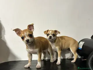 Chihuahua perros Chihuahua mini - Anuncio 2