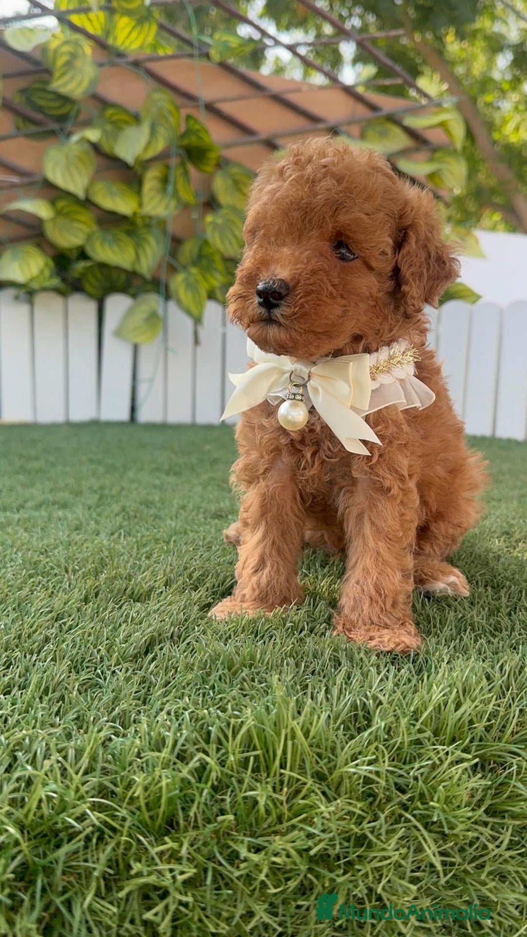 Caniche Toy perros en venta: CANICHE TOY  - Imagen 10