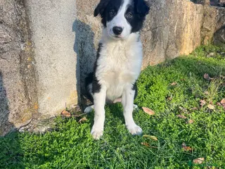 Border Collie perros Border Collie Puro - Anuncio 1