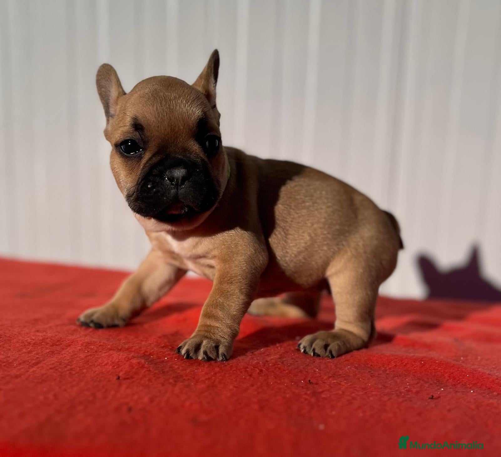Bulldog Francés perros Bulldog francés macho Fwan  - Anuncio 2