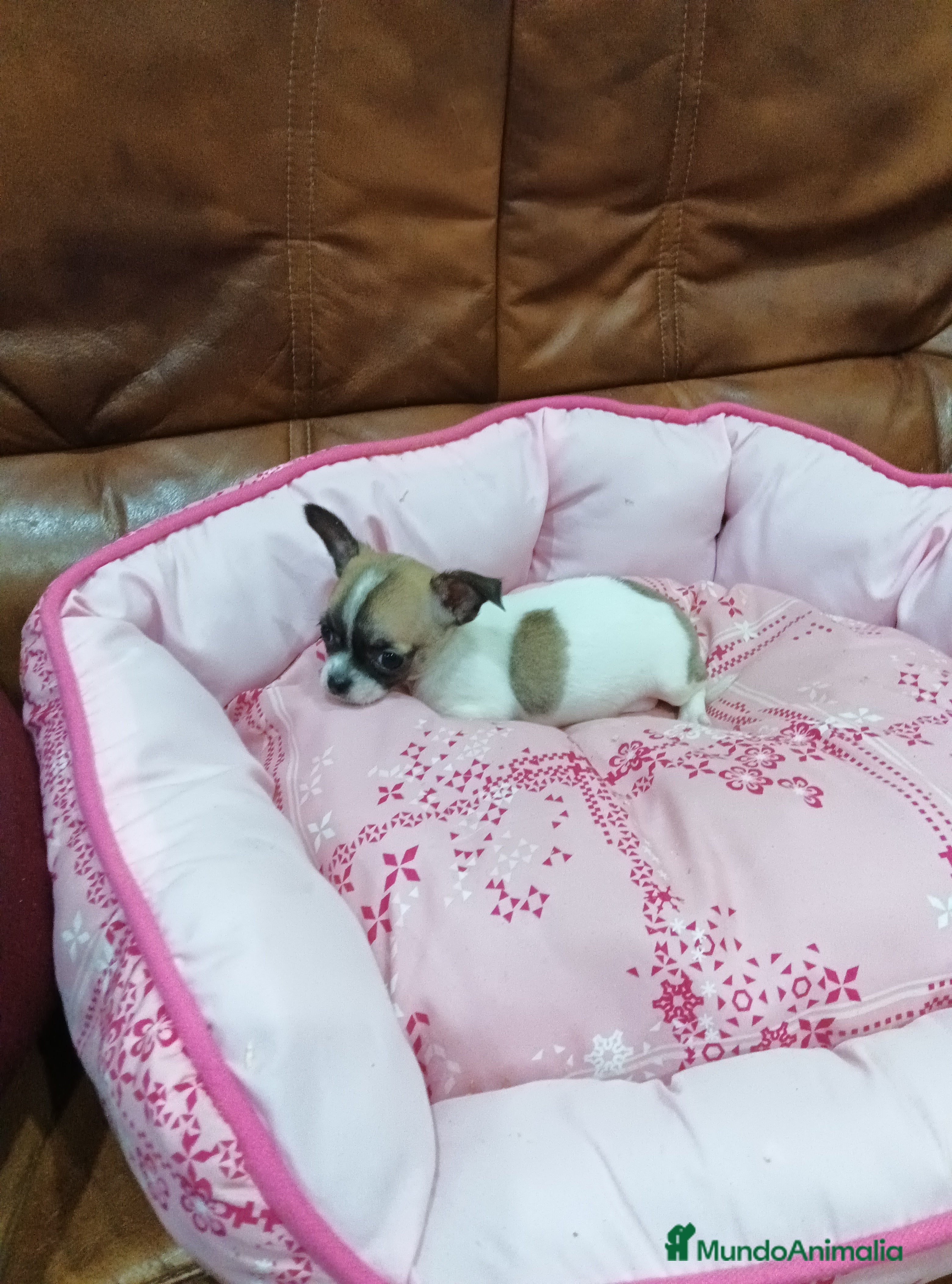 Chihuahua perros CHIHUAHUA TOY  - Anuncio 2