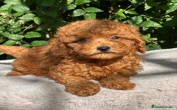 Caniche Toy perros en venta: Caniche toy rojo  - Imagen 4