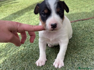 Ratonero Bodeguero Andaluz perros en Barcelona - Anuncio 5