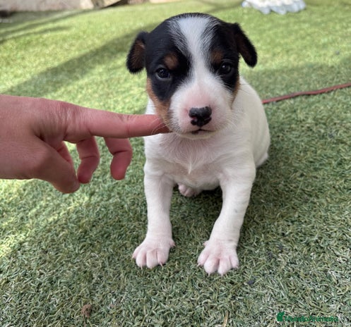 Ratonero Bodeguero Andaluz perros en Barcelona - Anuncio 5