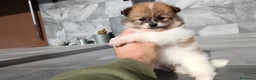 Pomerania perros en venta: Pomerania  - Anuncio 5