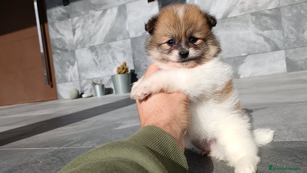 Pomerania perros en venta: Pomerania  - Anuncio 5
