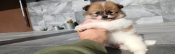 Pomerania perros en venta: Pomerania  - Anuncio 5