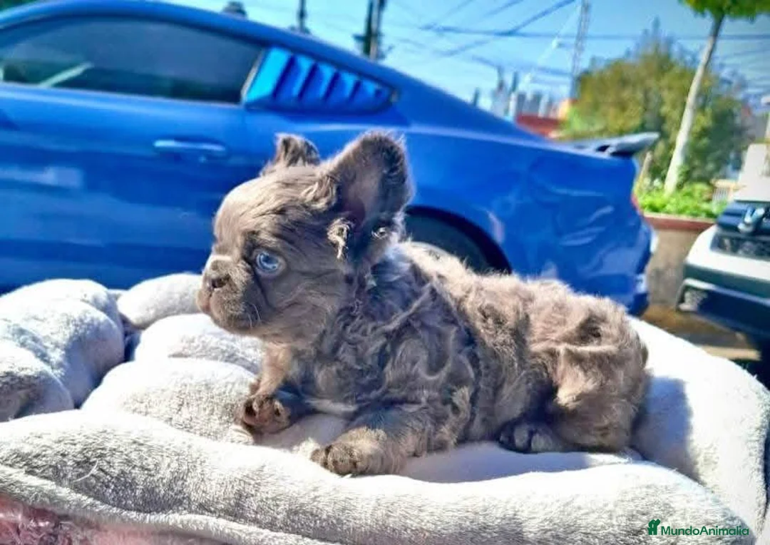 Bulldog Francés perros en venta: bulldog francés fluffy  - Anuncio 5